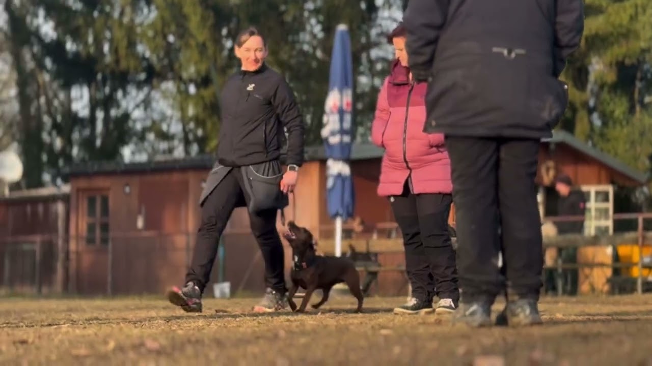 bcd Milli Patterdale Terrier