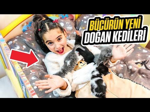 BÜCÜR YENİ DOĞAN YAVRU KEDİLERİ ZİYARETE GİTTİ !! ARKADAŞ KEDİLERE İSİM KOYALIM !!
