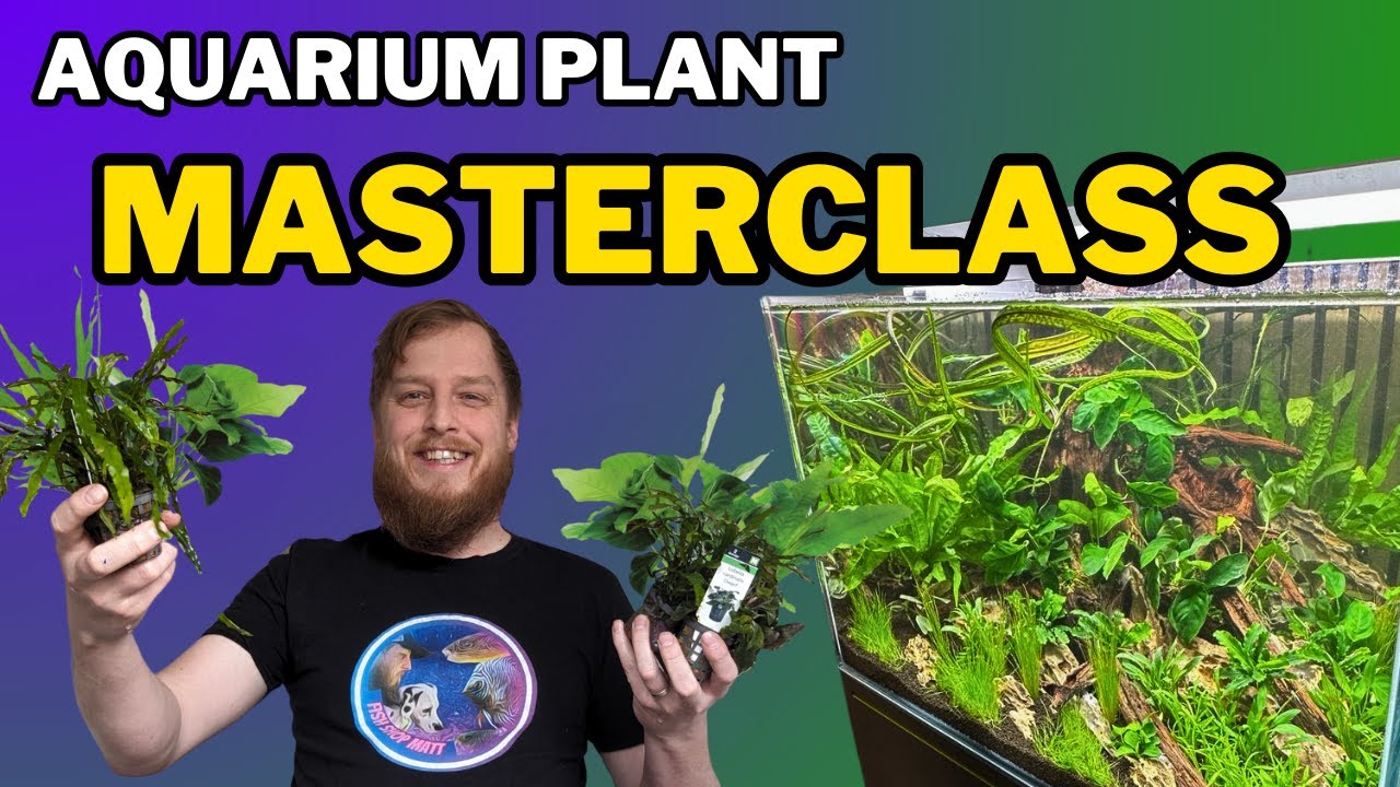 Be successful: start your aquarium plants right! All the things you should do to prep your plants.