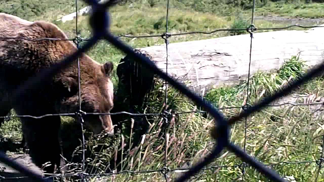 BEAR FART!