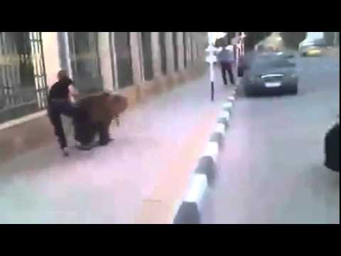 Bear vs dagestanec