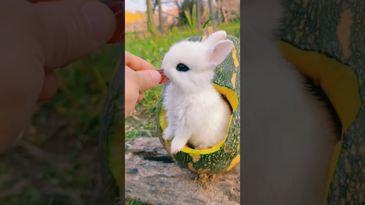 beautiful baby rabbit ever🐰🤗 - #rabbit #rabbits #babyrabbit #shorts #short #cuterabbit #beautiful