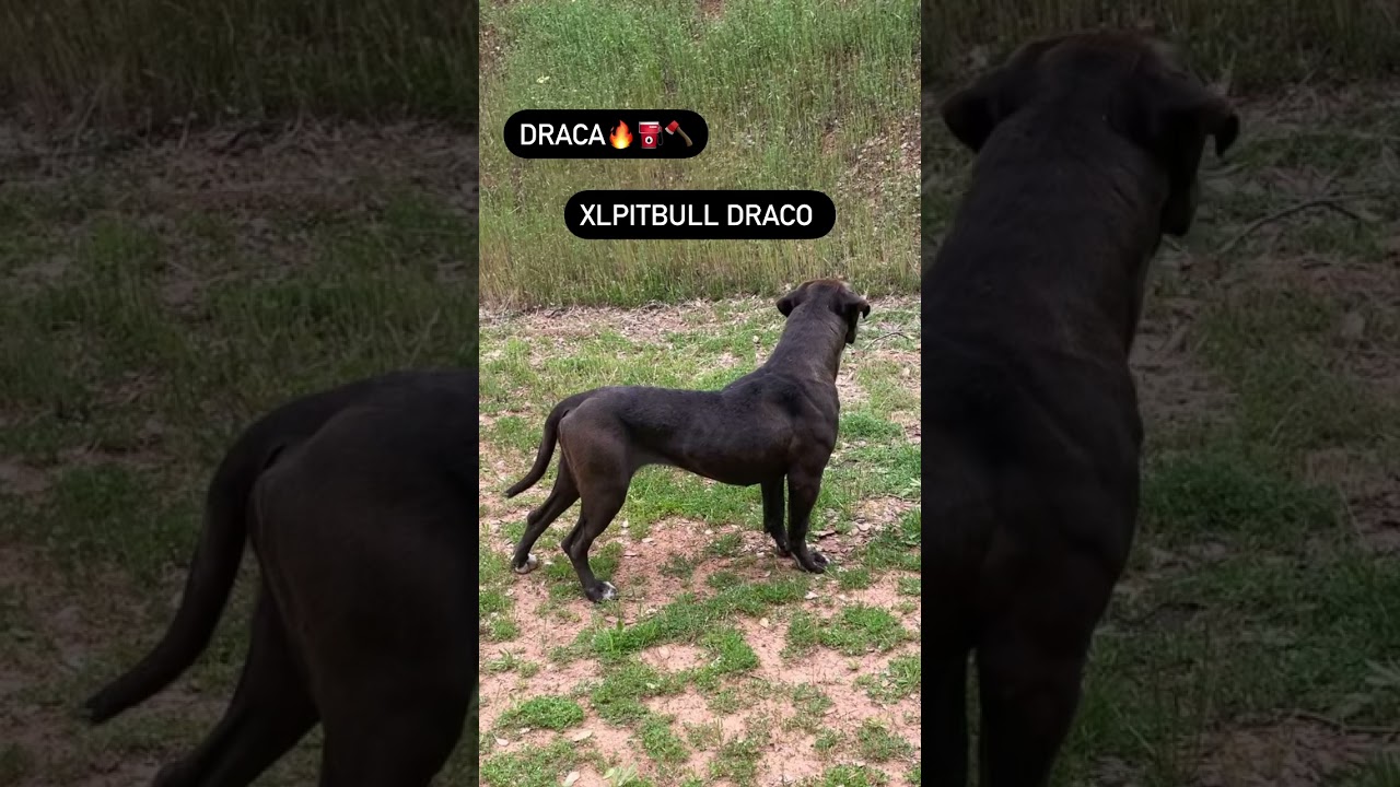 BEAUTIFUL BLACK FEMALE XL PITBULL DRACO