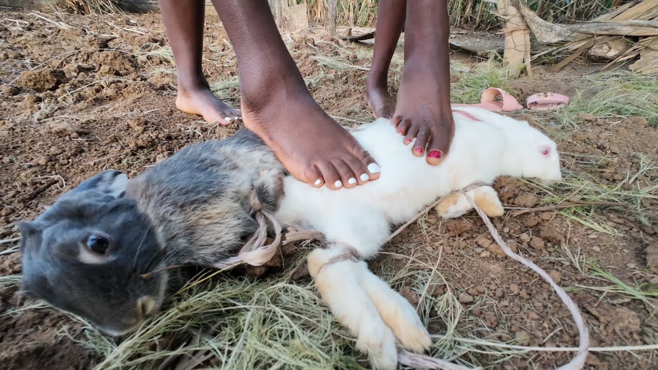 Beautiful feet asmr//2 ladies playing with rabbit//#trampline #crash #rabbit