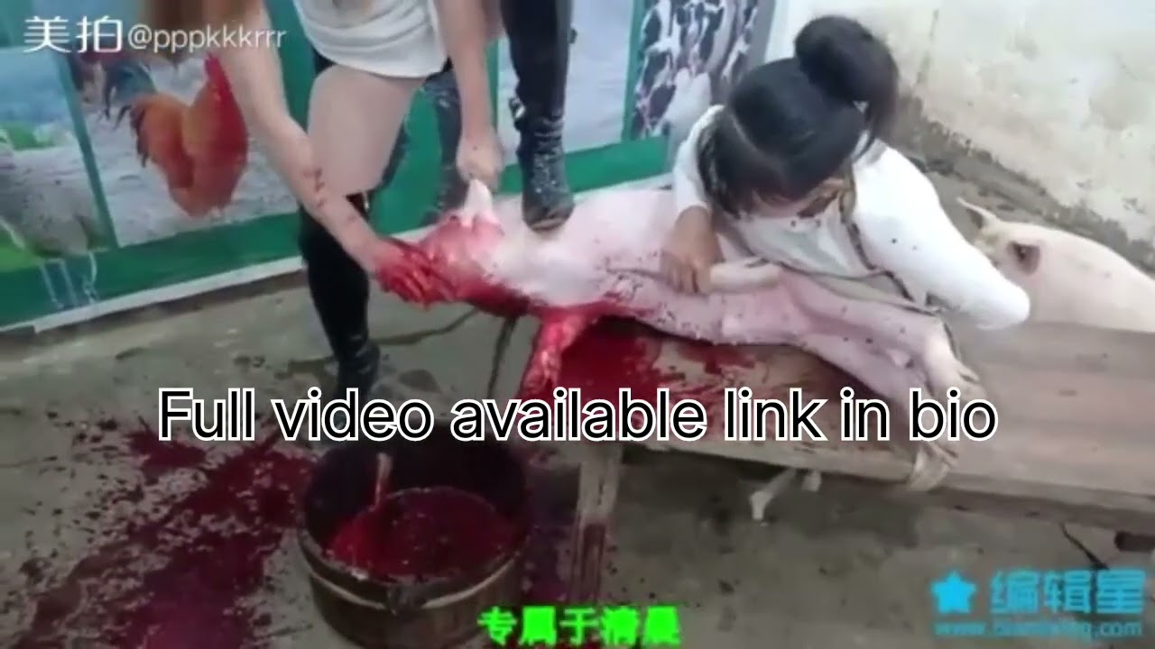 Beautiful girl Slaughtering pig preview