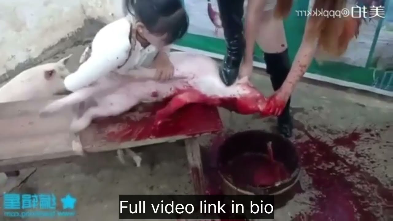 Beautiful lady Slaughtering pig preview