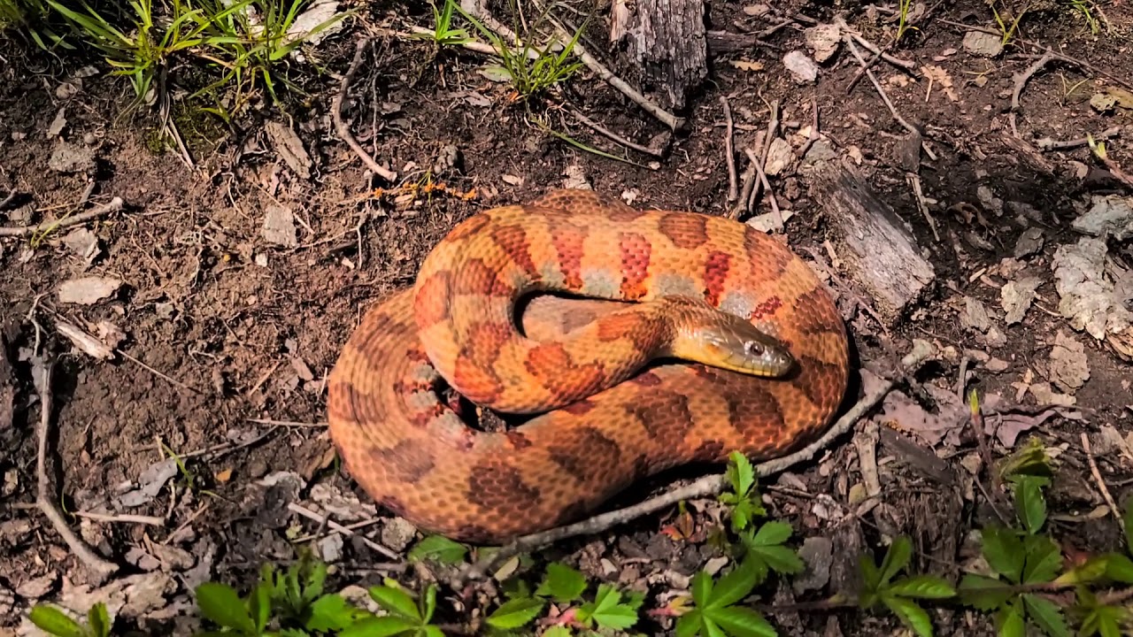 Beautiful Midland Water Snake Hart County, KY 2020