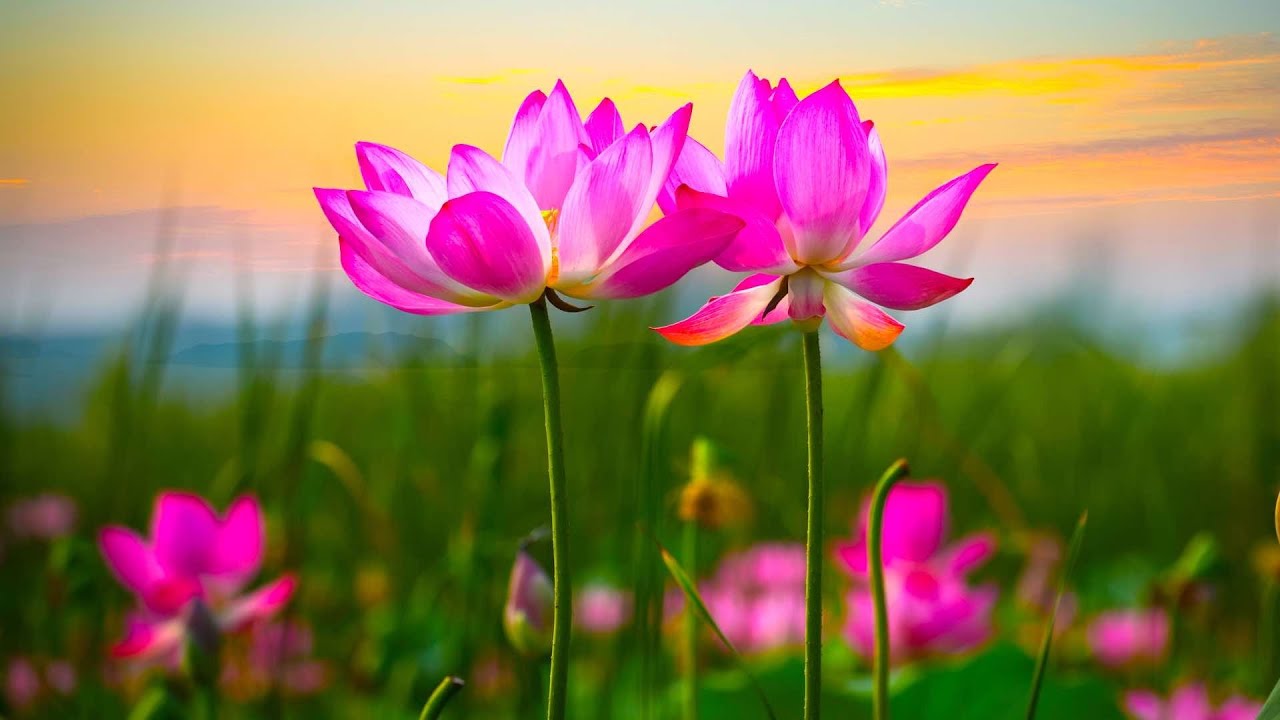 Beautiful Relaxing Hymns, Peaceful Instrumental Music, 