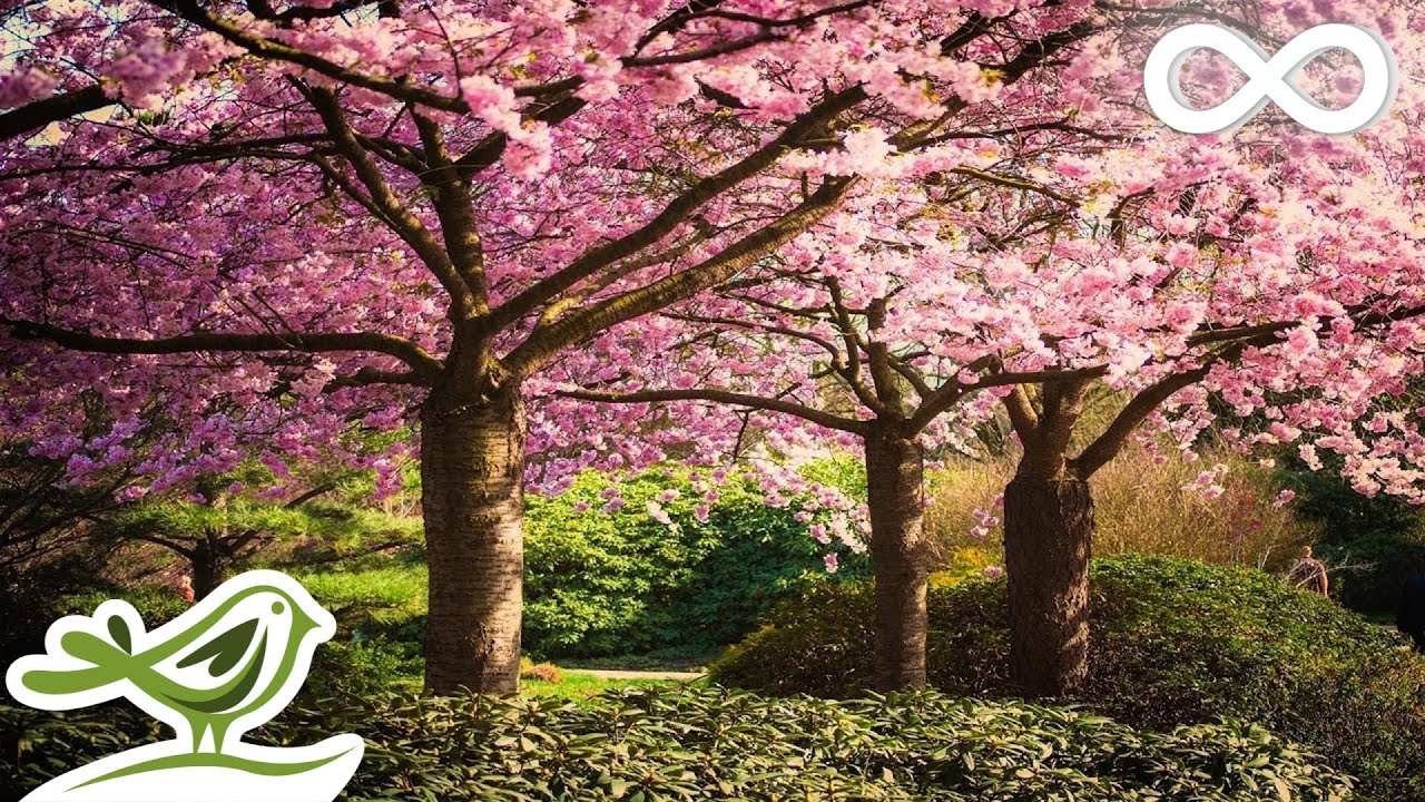 Beautiful Relaxing Music • Romantic Japanese Music for Relaxation