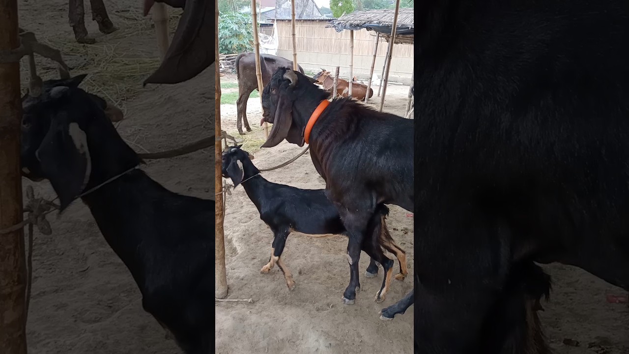 Beautiful Time Of Goat।animal lover #shorts jun27 season 3f