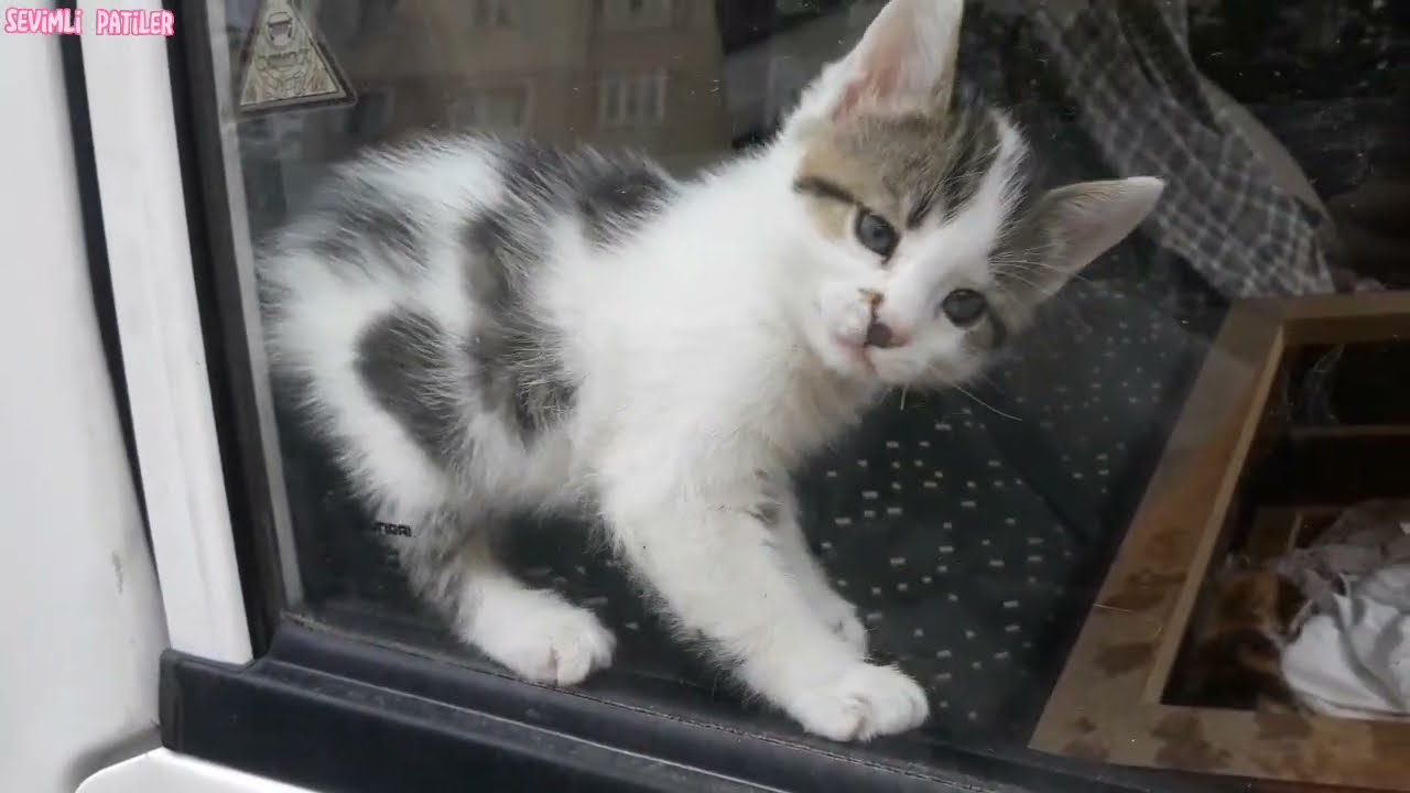 Bebek Kediler,Yavru Kediler,Kedi Videoları,Sevimli Kediler #kediler #yavrukediler #bebekkediler