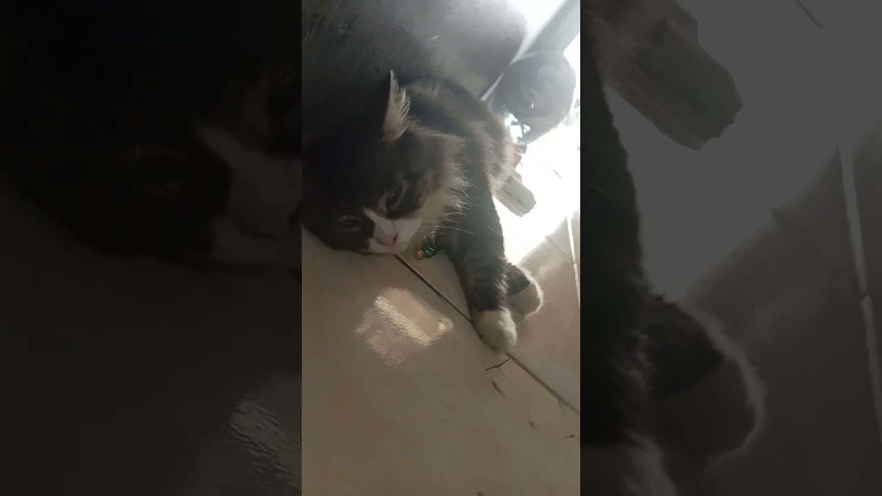 Beby misha#tranding cat