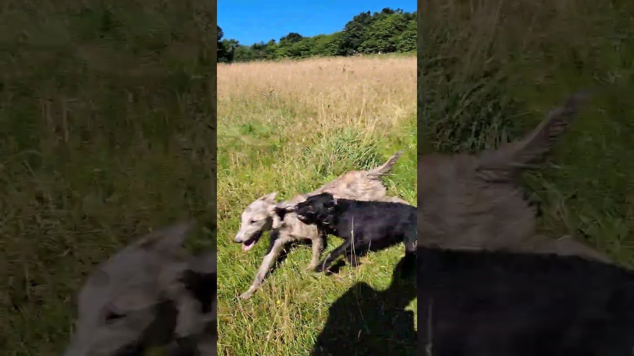 Bedlington Whippets ( 11 month olds) with a Patterdale