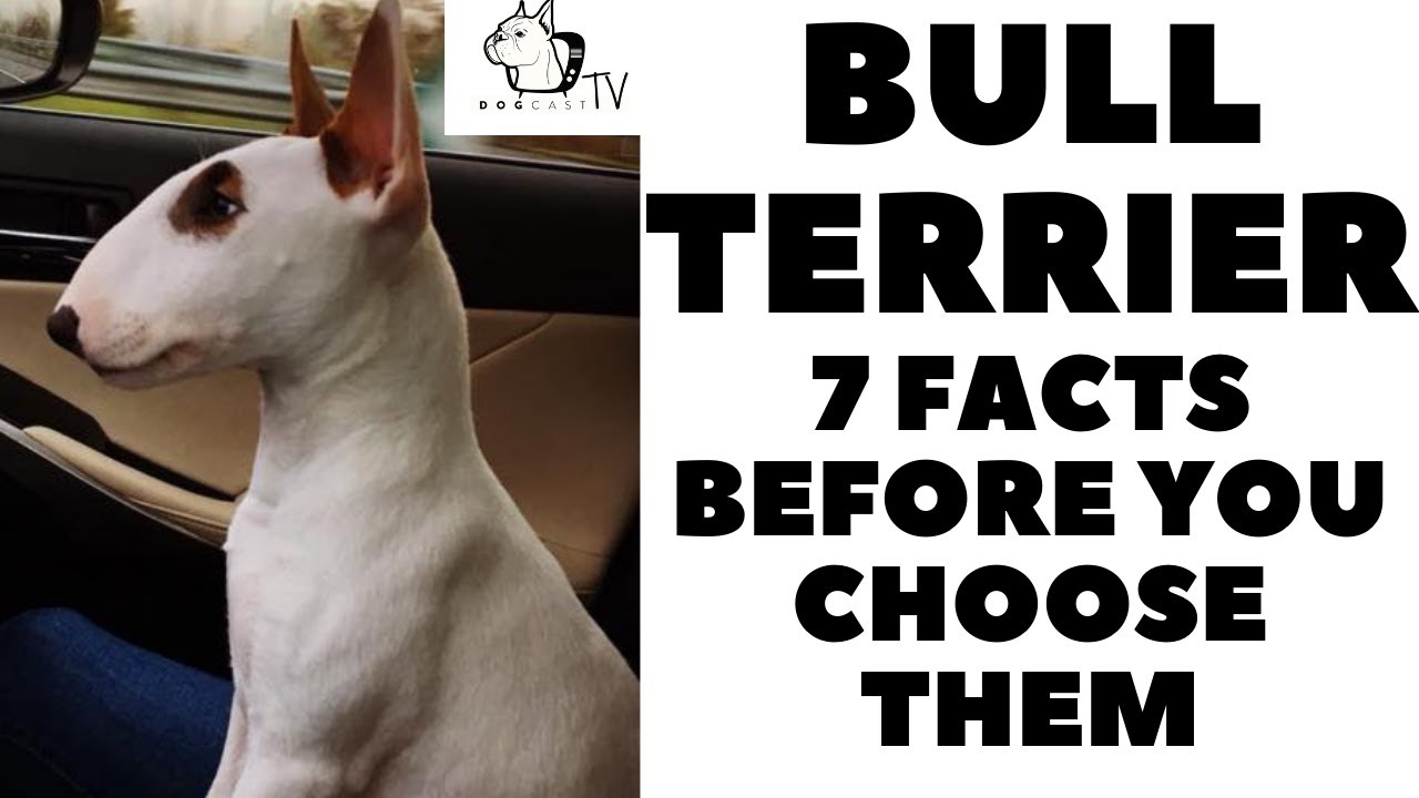Before you buy a dog - BULL TERRIER - 7 facts to consider! DogCastTV!