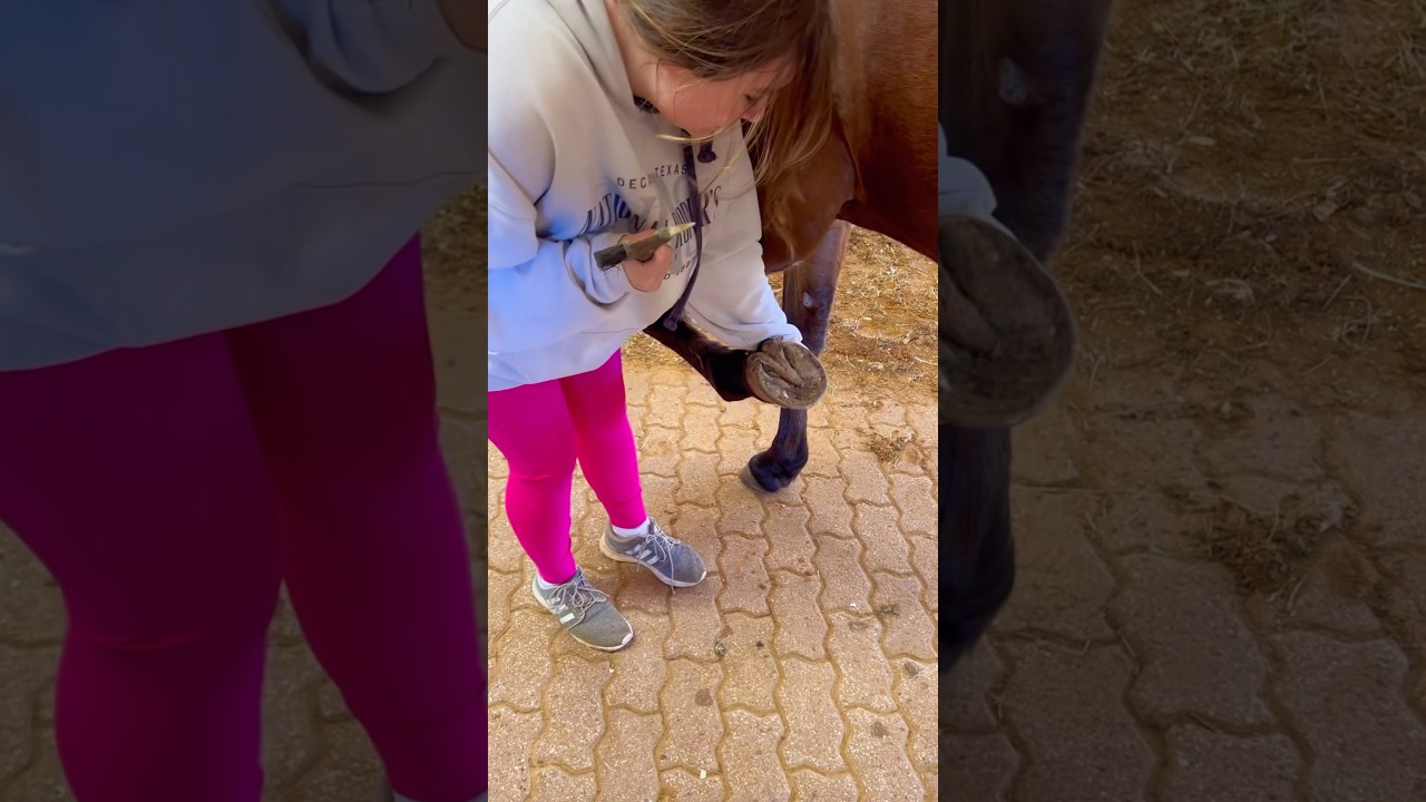 Beginner Vs Experienced Horse Owners! 🐴 #shorts #animals