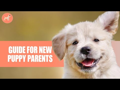 Beginner’s Guide For New Puppy Parents