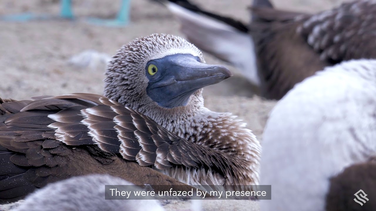 Behind the Lens: A Blue-footed Booby Encounter in Peru