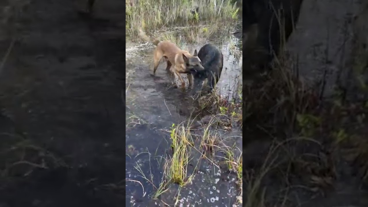 Belgian Malinois Hog Hunting