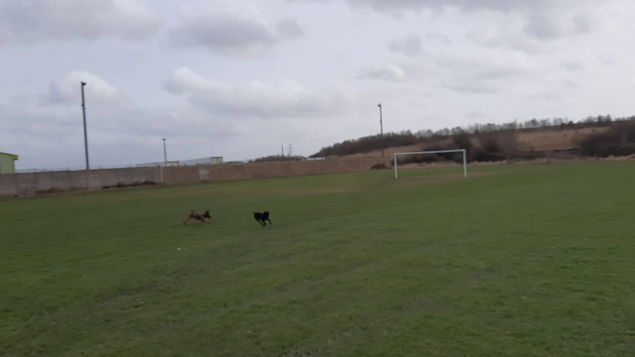 Belgian Malinois puppy chasing Patterdale Terrier
