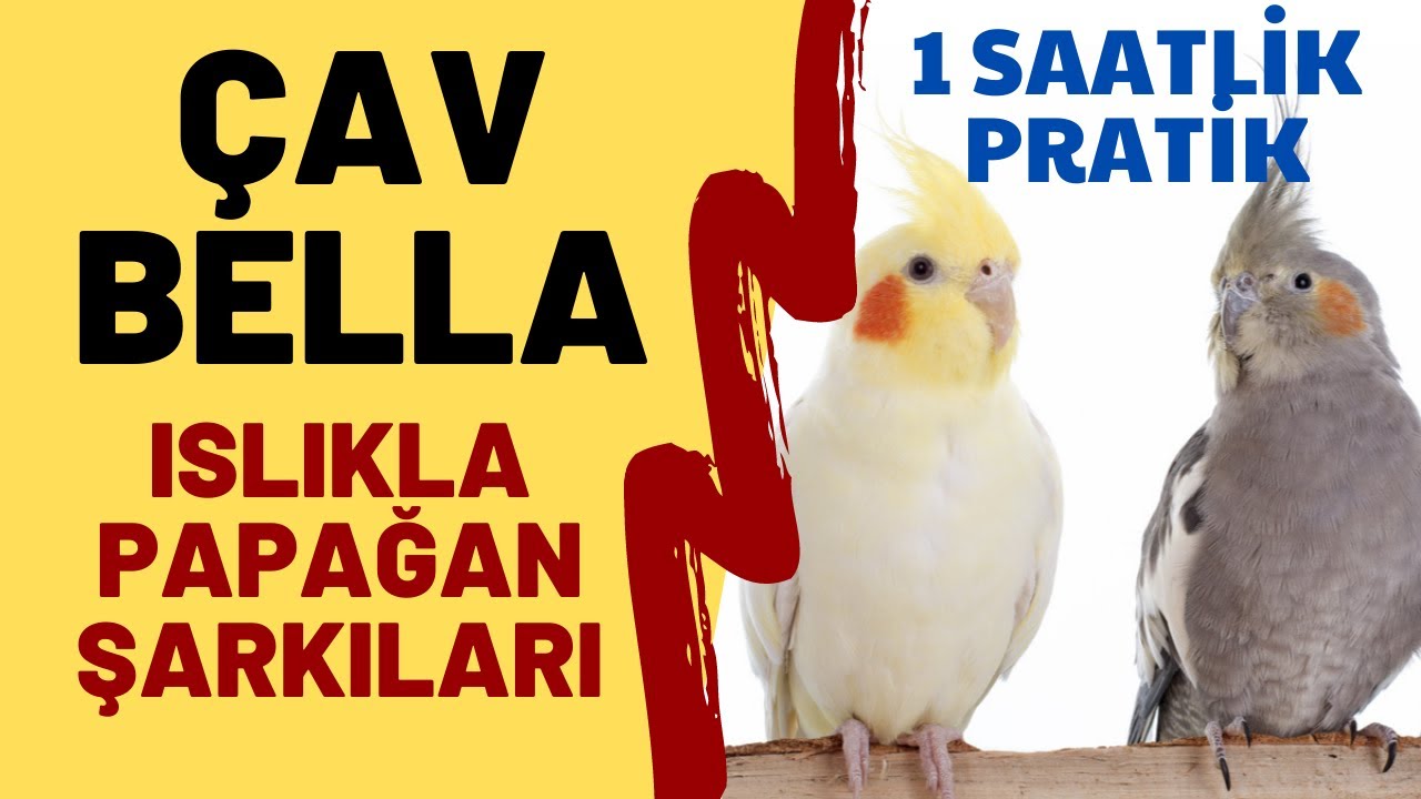 Bella Ciao with Whistling - Whistle for birds - Cockatiel Training - 2020