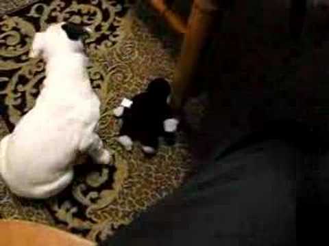 bella the english bull terrier