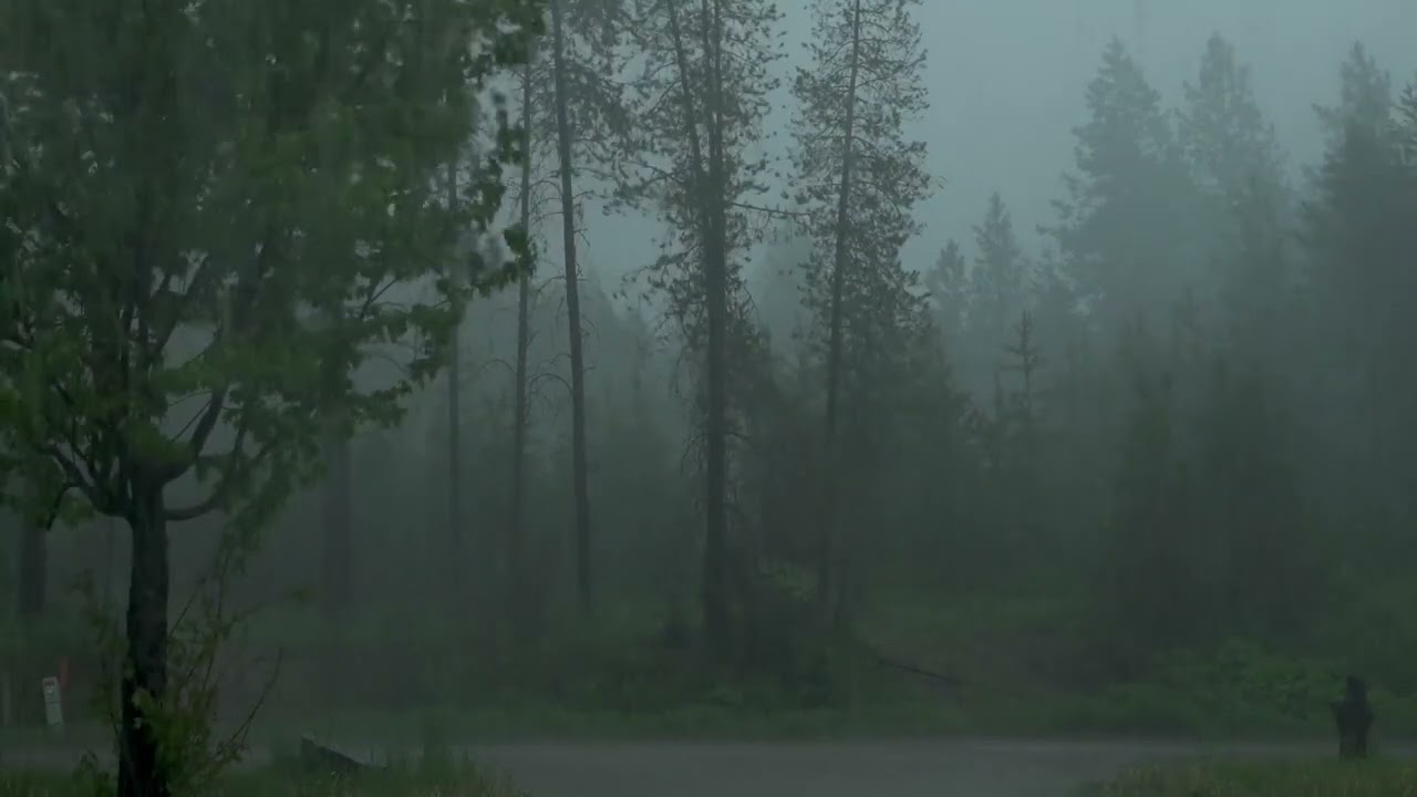 Bellissimo e furioso temporale e pioggia in mezzo al bosco - pioggia rilassante - ASMR - rain