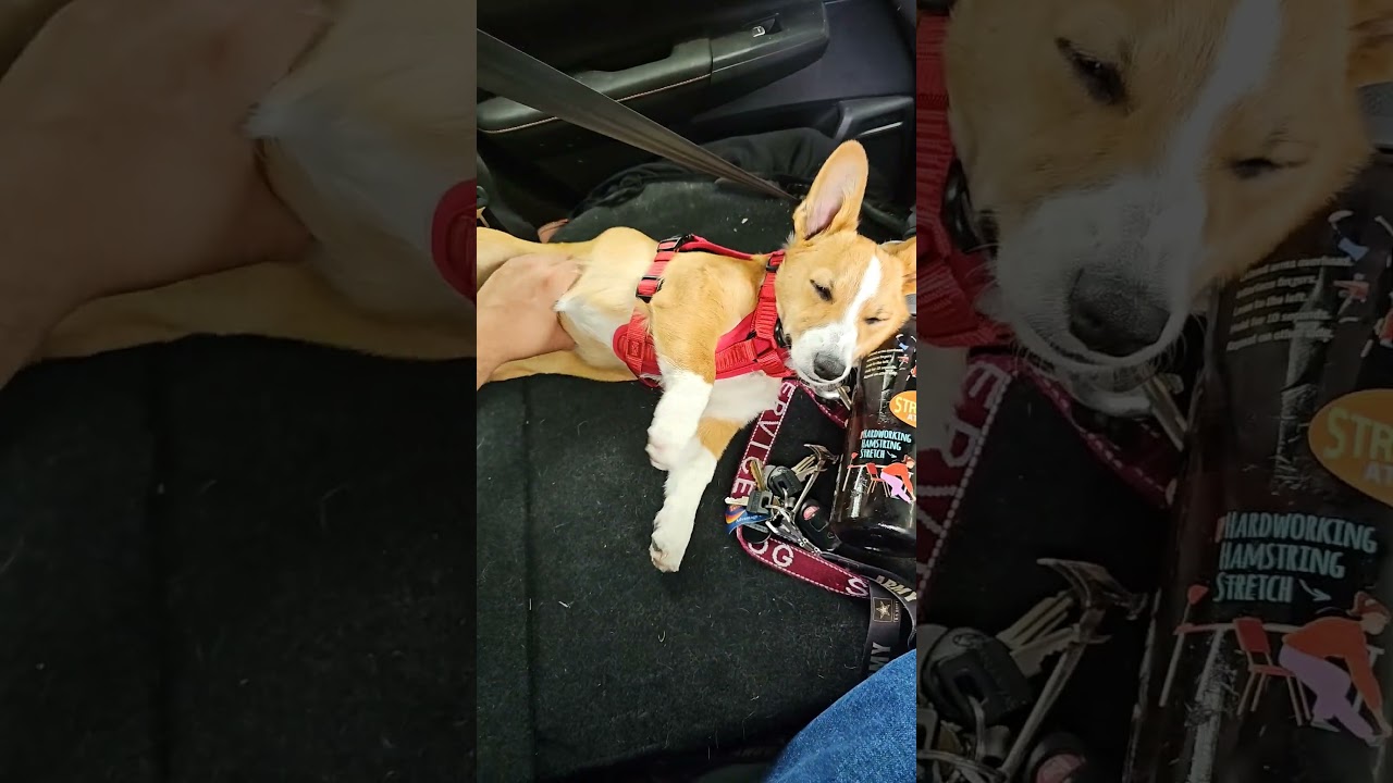 belly rolls for easy Bowel. movements #corgidorable #adorabledog #dog #puppy #corgipup #cutedog