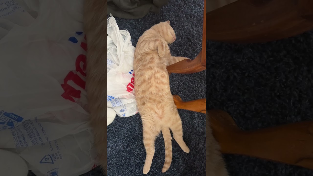 Belly rubs and belches #cats #cutecats #funnycats