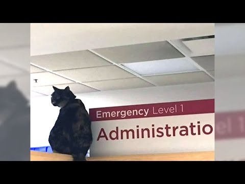 Beloved Victoria hospital cat 'Georgie' finds a new home
