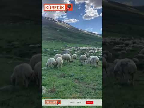 Ben bu yaylaları yaylayamadım...🐑 🌄 #Kürecik #Arimazın Yaylası