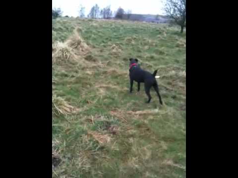 Benson the patterdale