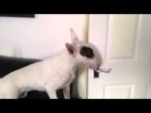 Bentley the bull terrier