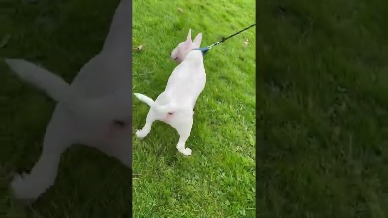 Bentley The English Bull Terrier 3 months 🚨🐾