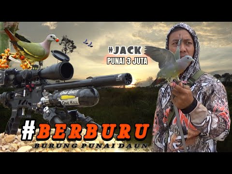 BERBURU BURUNG PUNAI DAUN‼️ LARAS 30 CM MENGGILAA‼️