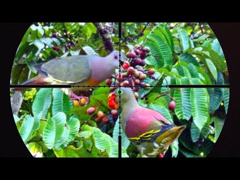 BERBURU BURUNG PUNAI PANEN DI MUSIM POHON BERBUAH