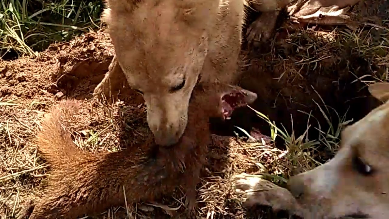 Berburu musang KPK (Komunitas Pemburu Kudus)