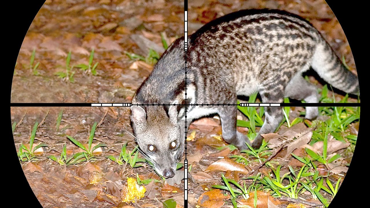 BERBURU MUSANG RASE HAMA PEMAKAN TERNAK WARGA/HUNTING FOR RACE WASTE