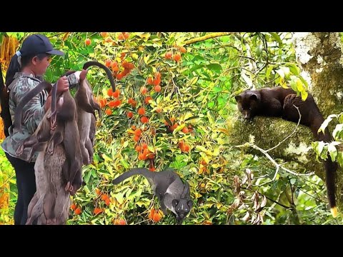 BERBURU MUSANG TERBAIK 10 KALI TEMBAK MUSANG HITAM POIN 7 EKOR MUSANG JUMBO gejeluk od 19 nomor 1