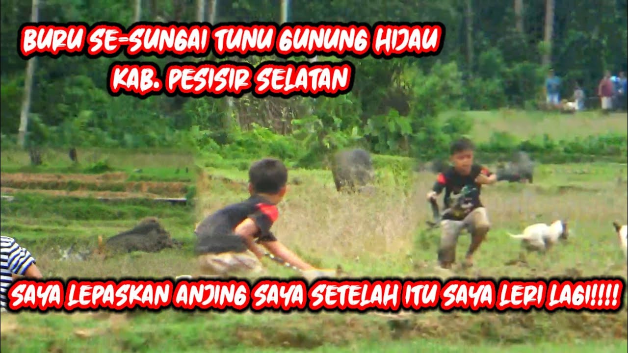 Berburu Se-Sungai Tunu | Babi turun kesawah meng4j4r anak kecil