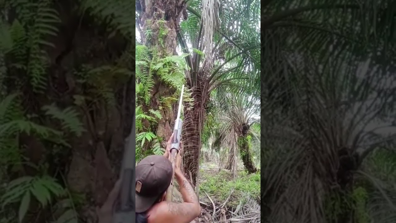 berburu tupai dengan senapang guli