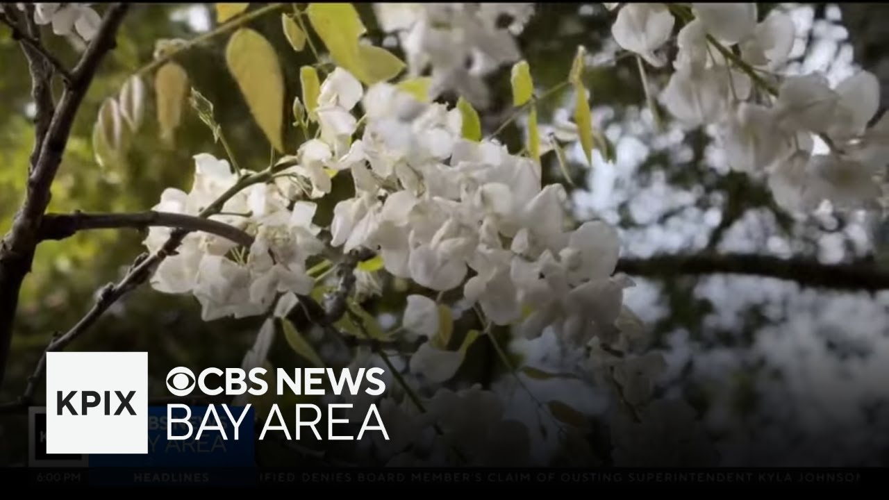 Berkeley Hills residents react to city's new proposal for defensible space