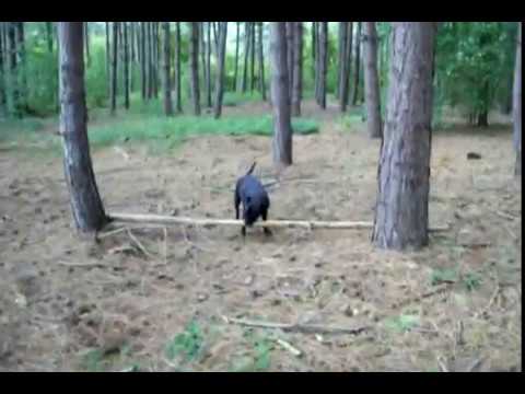 Bert  the Dog (a Staffordshire Bull Terrier) Loves Huge Sticks!