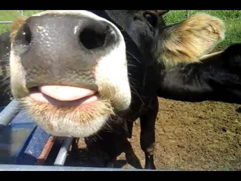 Besos de vaca