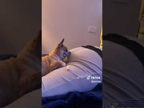 best animal reactions on their owner's farts😂😂💯
