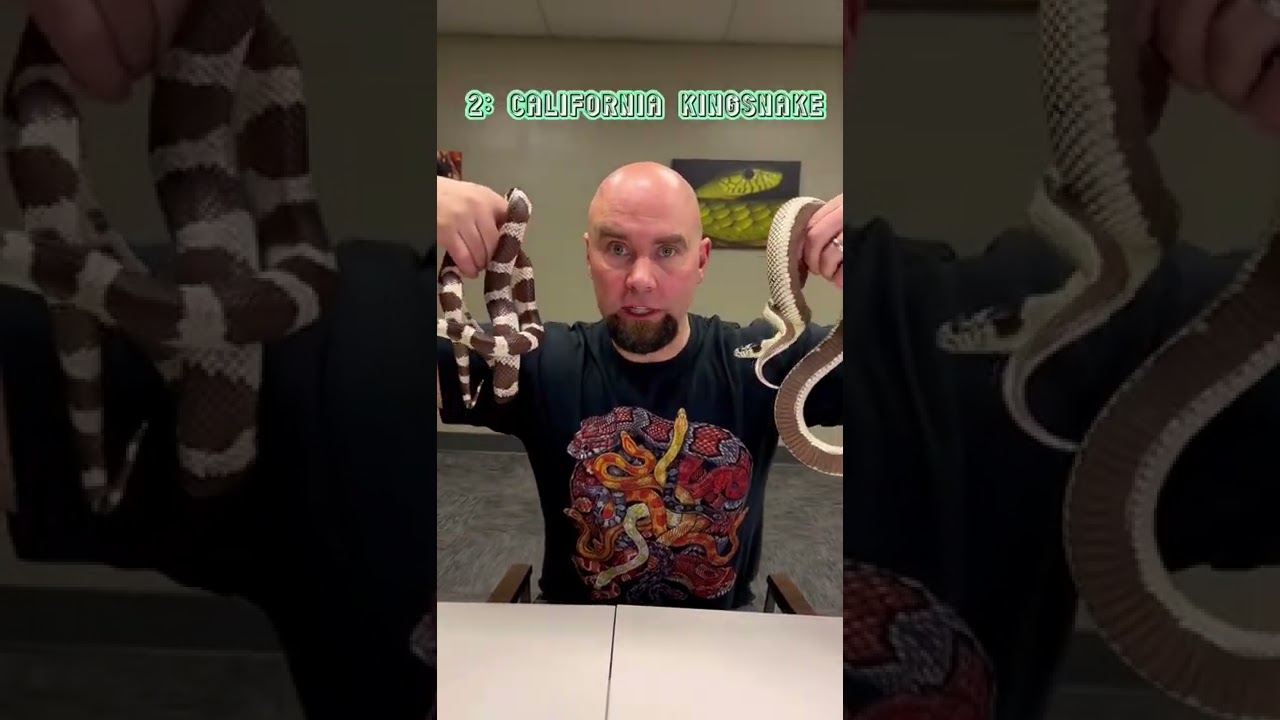 Best beginners pet #snakes 🐍