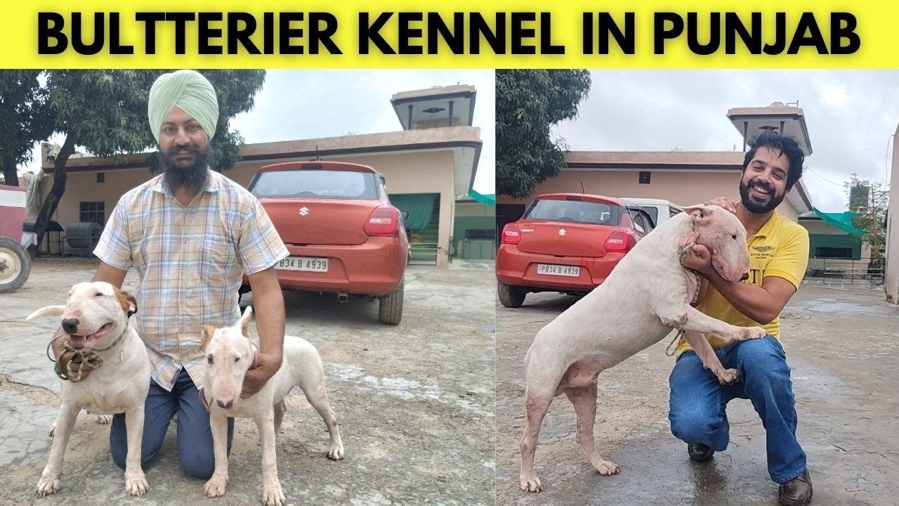 BEST BULL TERRIERS IN INDIA | RUSSIAN IMPORT BULL TERRIER IN HOSHIARPUR #bullterrier 17.09.2023