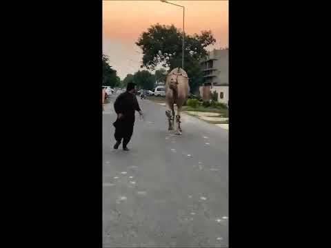 Best Camel Tik tok 2019 Part 2