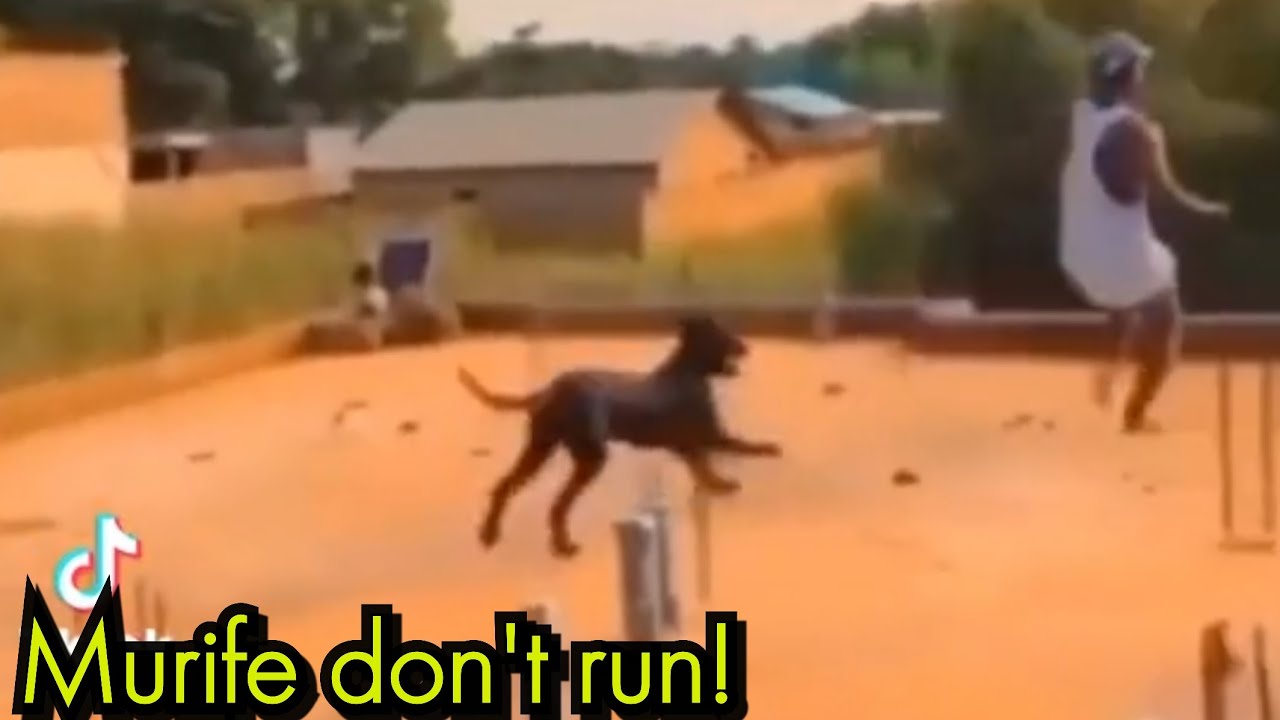 Best Compilation Of 'Murife Don't Run' (try not to laugh)