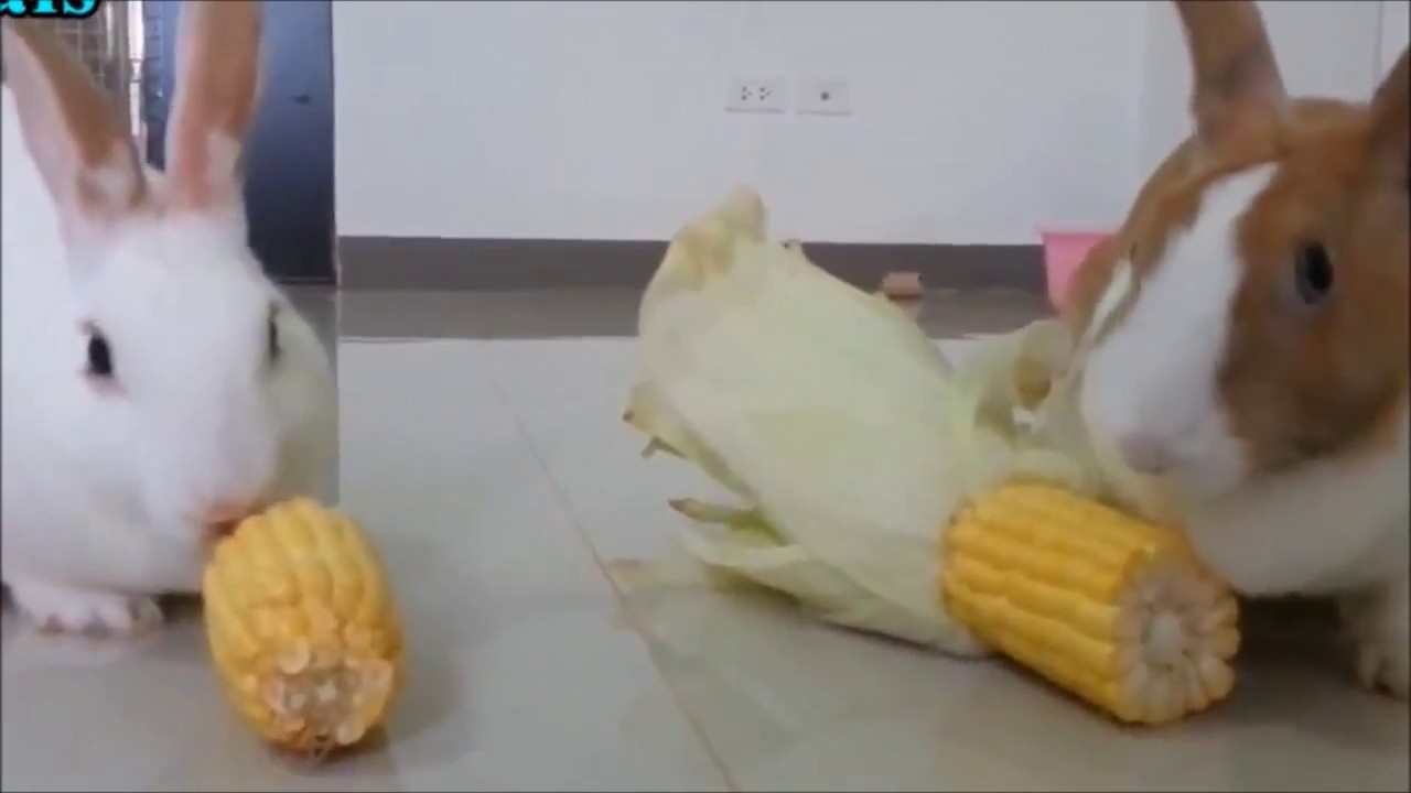 Best Funny Rabbits Videos- CUTE Rabbits Part 1
