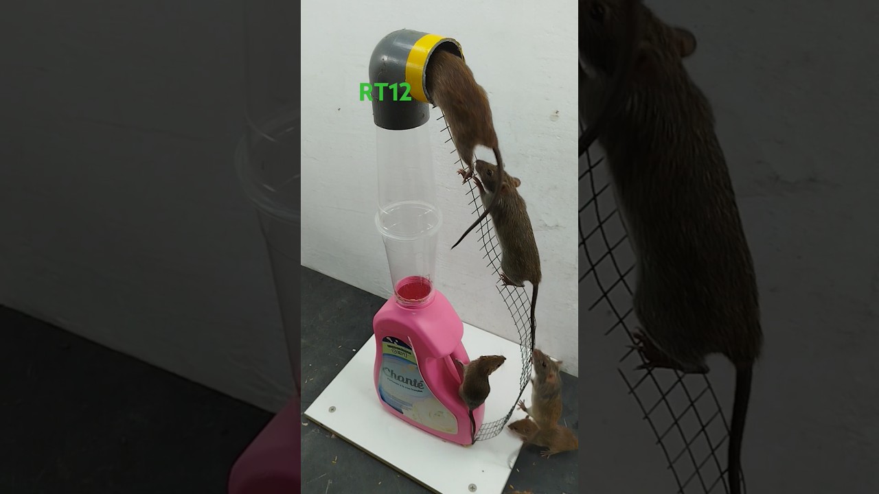 Best home mouse trap/The idea of making traps from discarded items is very effective#rattrap#rt12
